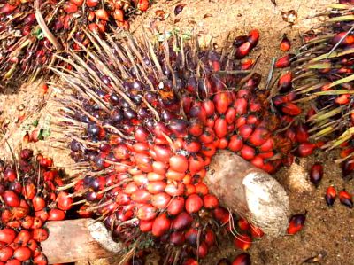 Nueces de palma. Fuente de la imagen: BIOQUIMICA DE LOS ALIMENTOS Miguel Calvo