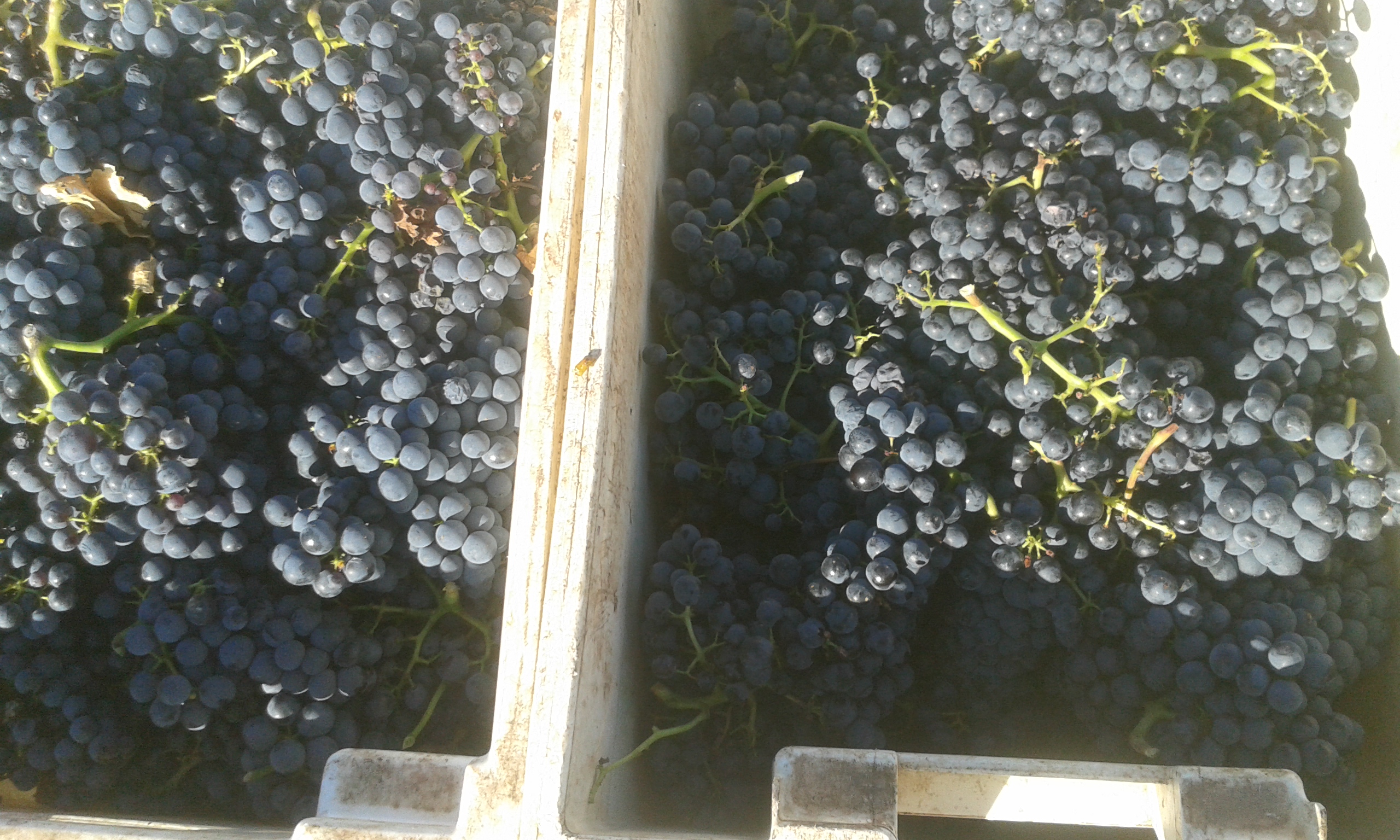 garnacha centenaria de Cárdenas