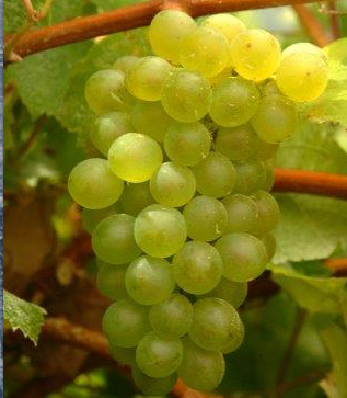 Fuente de la imagen: Casa del Vino Tenerife