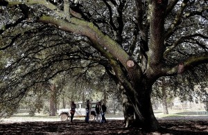 Encina centenaria de la finca de Abadía Retuerta