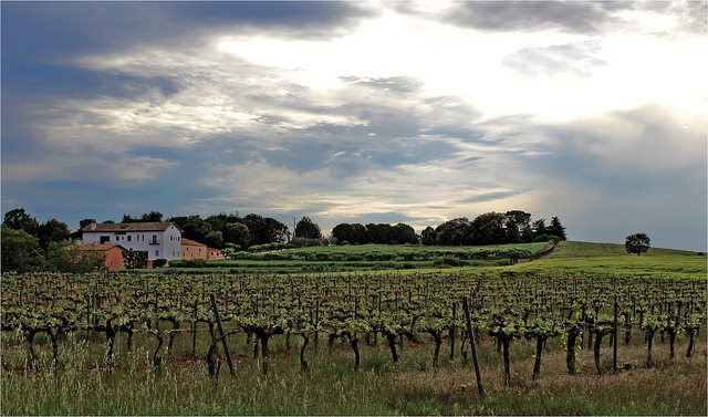 El terroir del Pla del Bàges