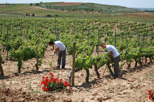 Viñedos 