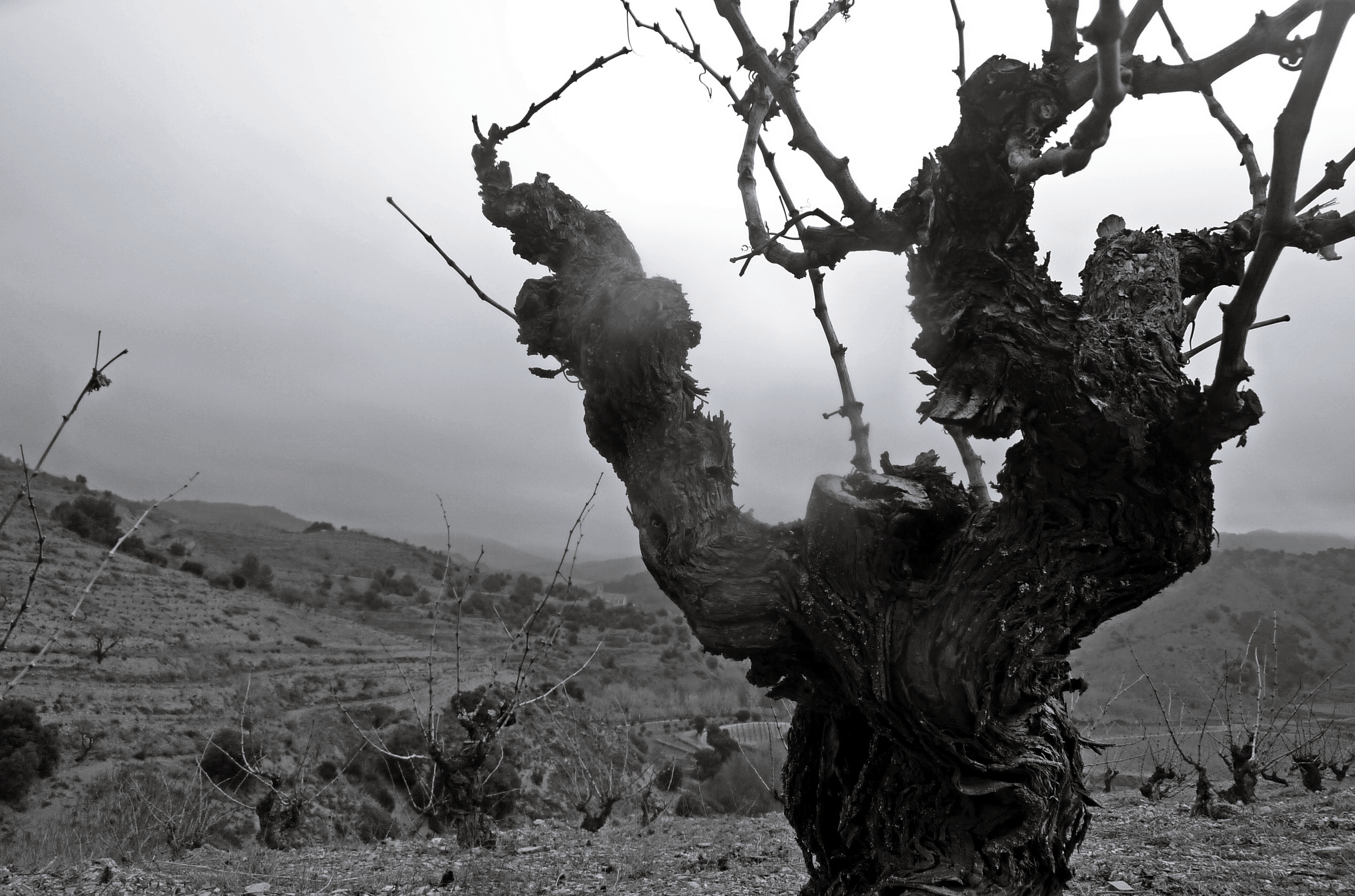 Cariñena centararia en Priorat