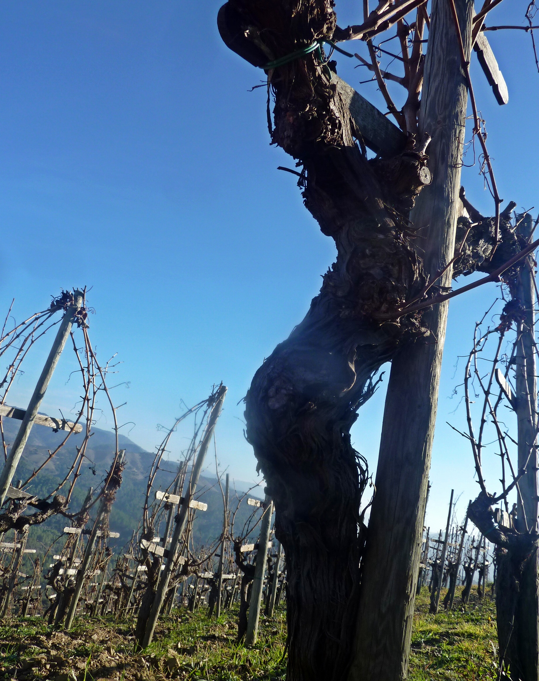 Garnacha de L'Ermita de Álvaro Palacios