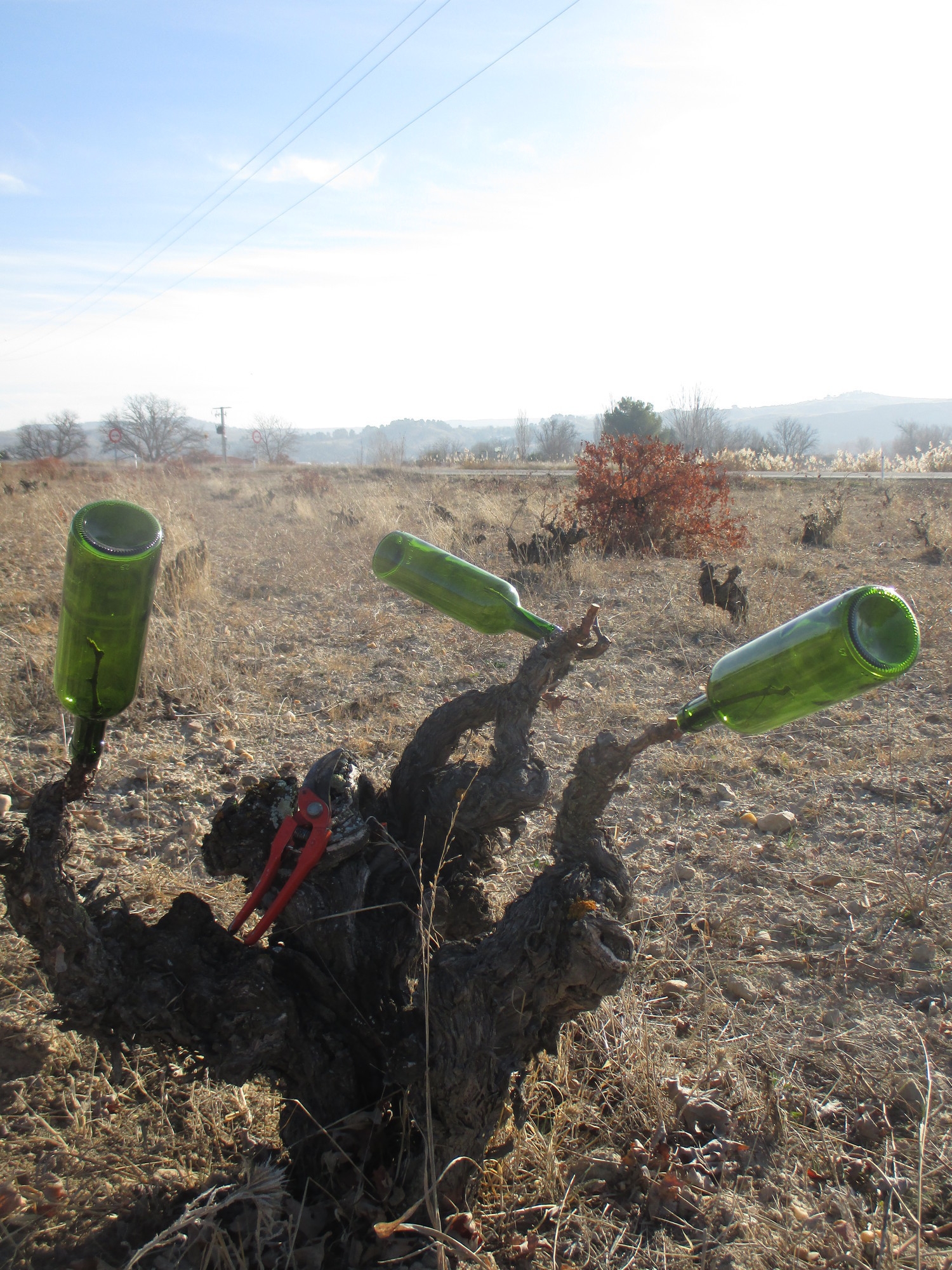 De la botella a la cepa