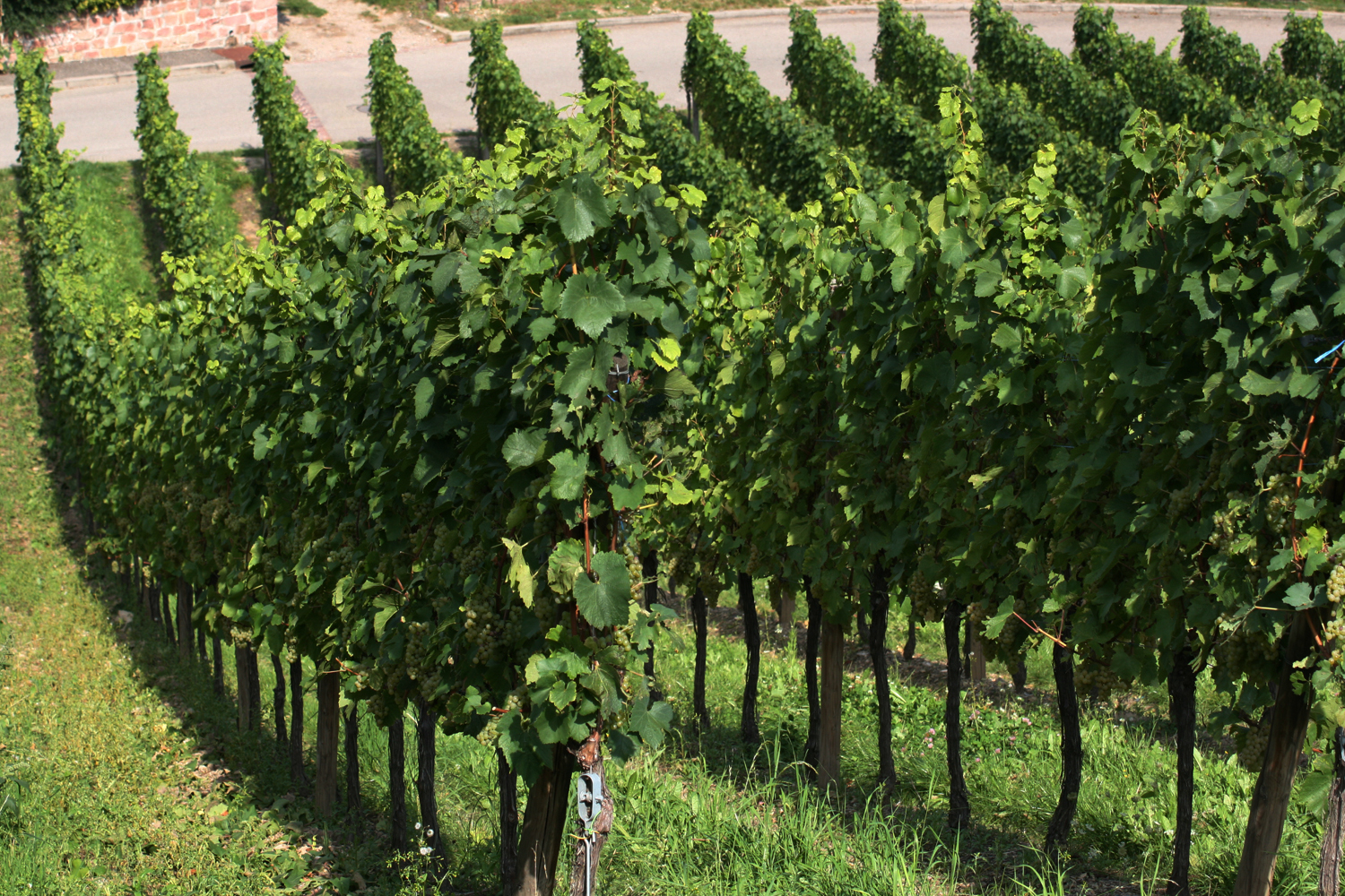 Gewürztraminer