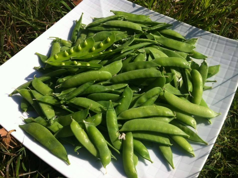Guisantes lágrima de costa