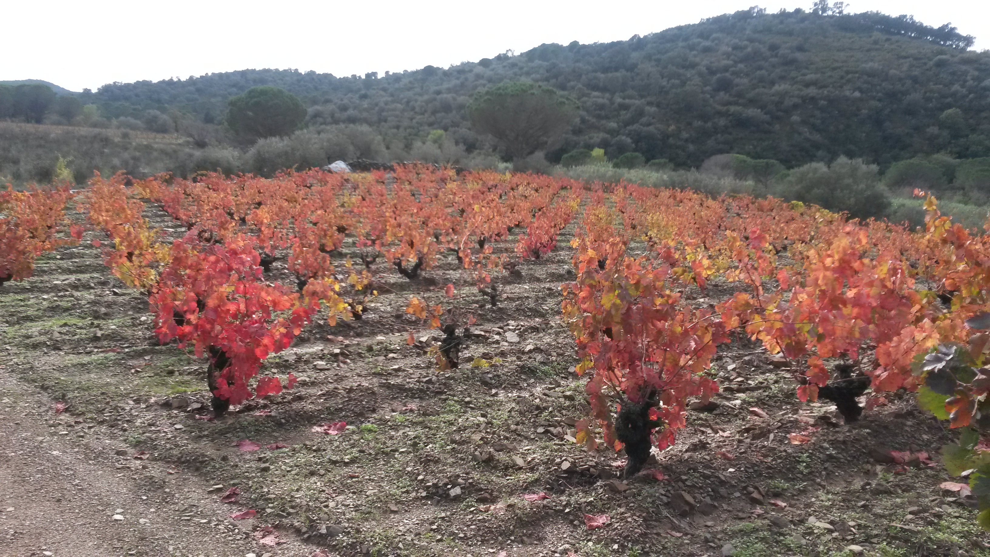 La misma viña el 29/10/2015