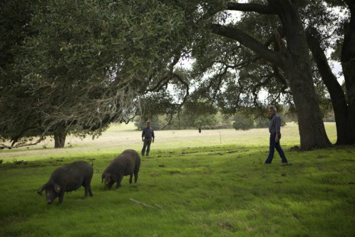 Cerdo ibérico en EE.UU