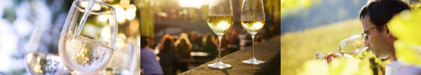 Vinos blancos de Rioja
