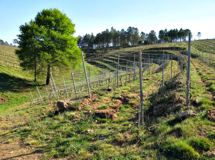 Crowfunding adega eloi lorenzo vino lonxe