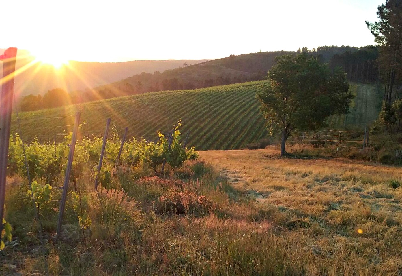 Crowfunding adega eloi lorenzo vino lonxe