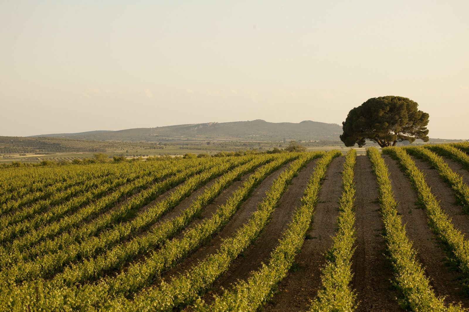 Bodega Sierra Norte