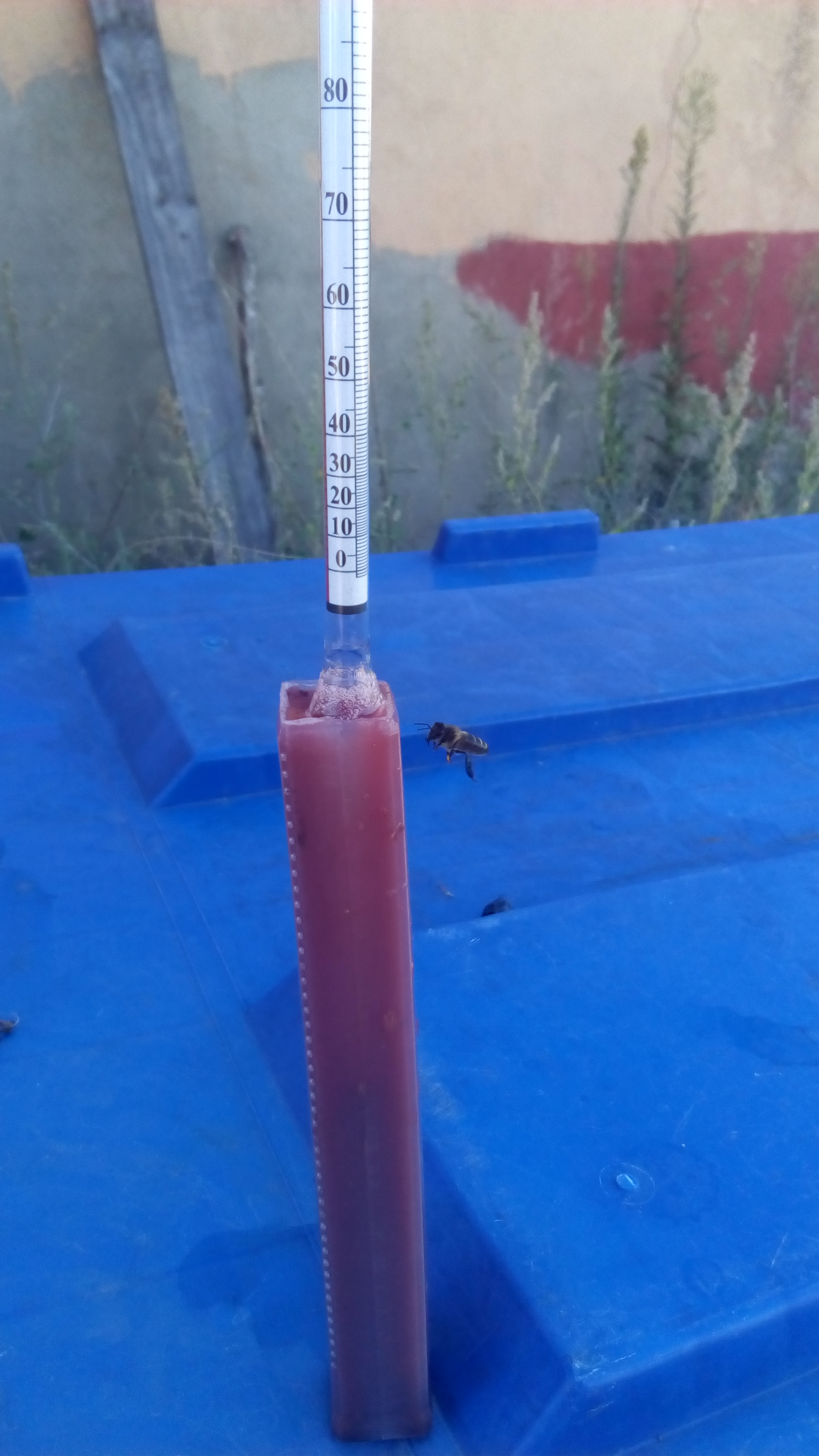 Pesa Mosto