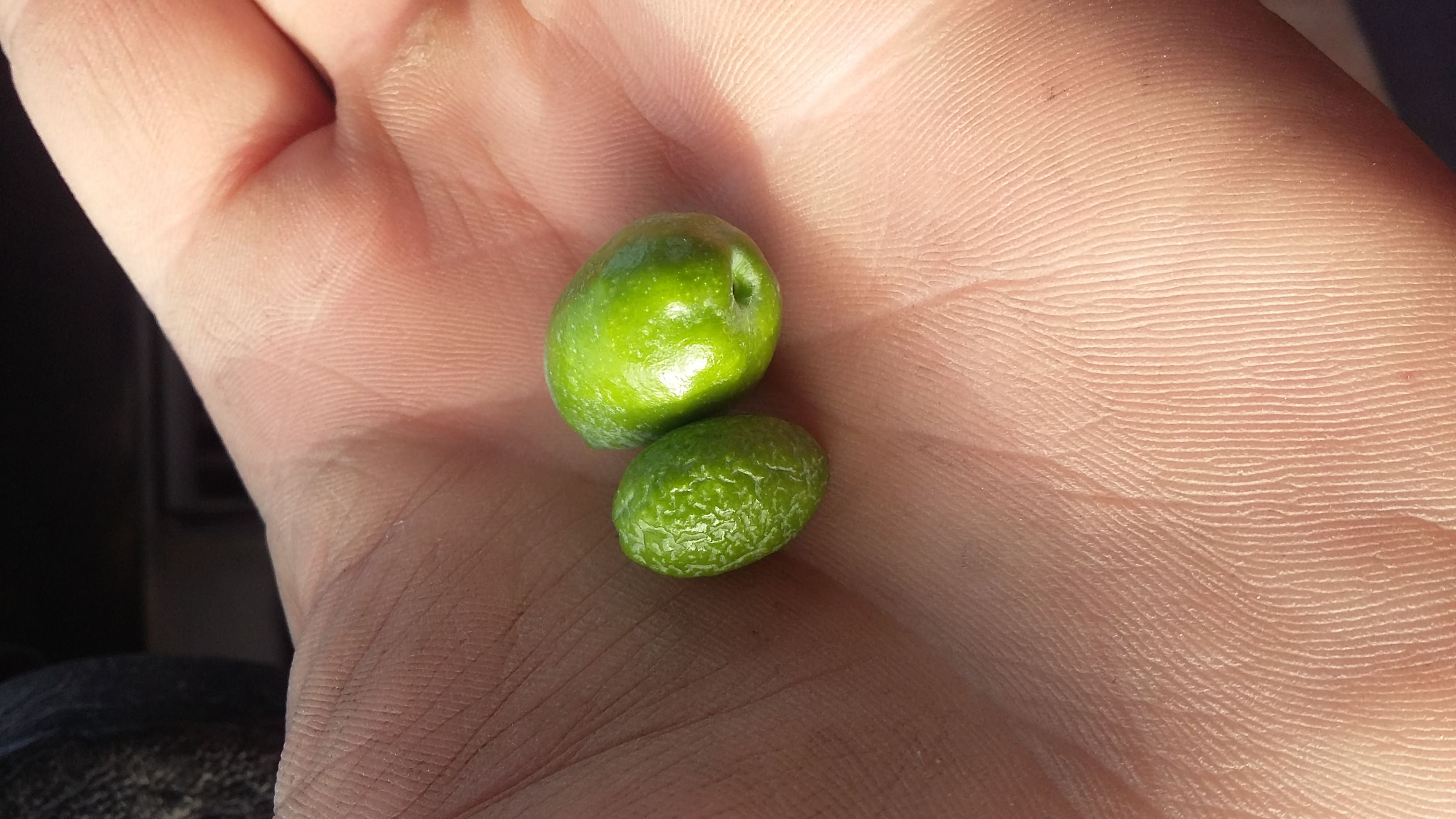 Diferencias entre frutos
