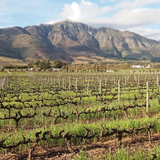 Viñedos y montañas de boegas Grande Provence