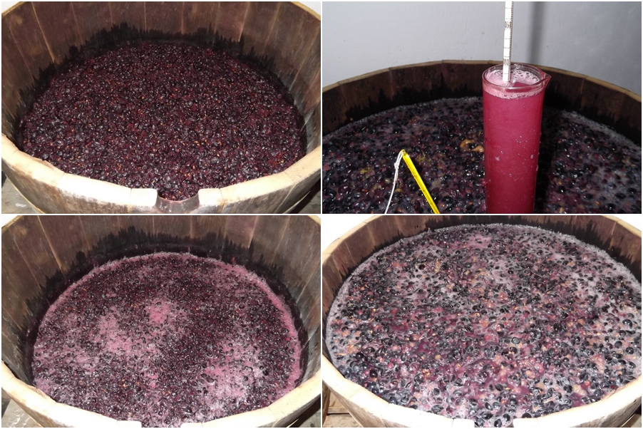 Maceración uvas tintas