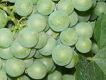Clos-33