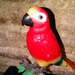 Tropical Drinker