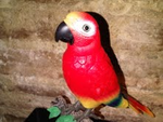 Tropical Drinker