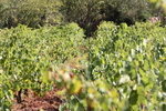 Cuandoelvinosuena