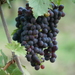 Chianticlassico