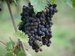 Chianticlassico