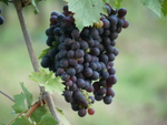 Chianticlassico