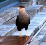 Pepedoc