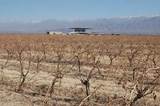 Bodega O.Fournier