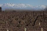 Viñedos con los Andes