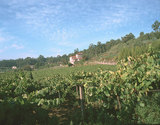 Los viñedos