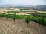 Viñedos Secastilla