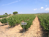 Los viñedos