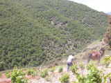 Arado con animales en los viñedos de J. Palacios (Bierzo)
