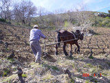 Sistema tradicional de arado en los viñedos de J. Palacios (Bierzo)
