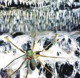 Un alienígena con forma de araña