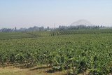 Viñedos en Maipo Valley