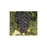 Racimo de pinotage.