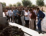 Momento de la entrada de la uva en la bodega