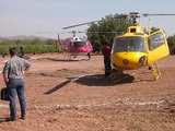 Los pájaros voladores en Augustus