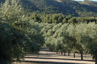 Olivar_logo
