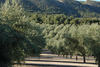 Olivar_thumb