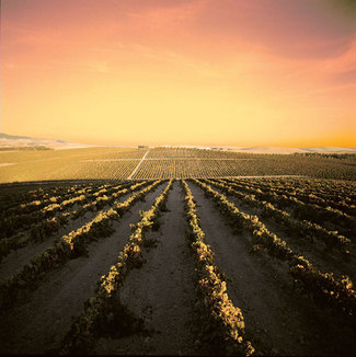 Vista del viñedo