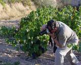 Photographing monastrell grapes in Alicante