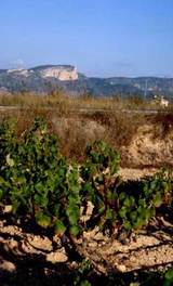 Monastrell in the Vinalopó region of Alicante