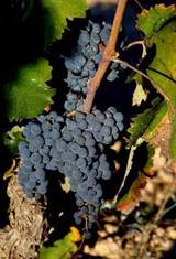 Monastrell, Vinalopó, Alicante
