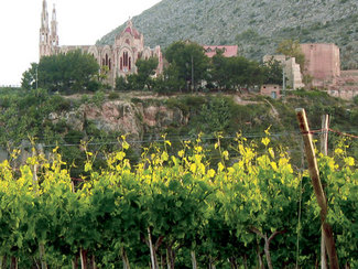 En primer plano viñedo de Heretat de Cesilia
