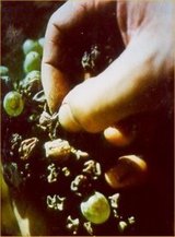 Racimo de uvas con botrytis