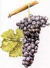 Syrah_thumb